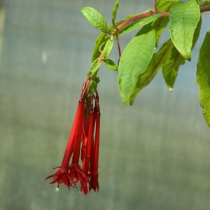 
Fuchsia boliviana "Buchlovice"