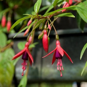 
Fuchsia magellanica tenella