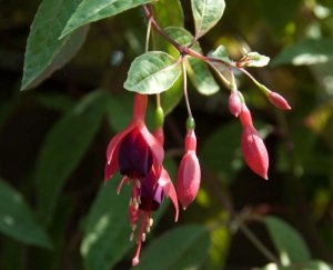 Corallina var. tricolorii