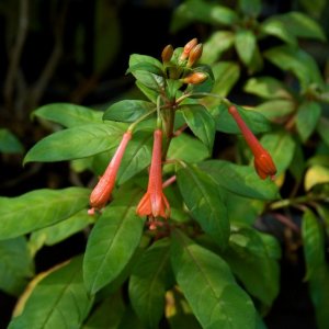 
Fuchsia sancta rosea