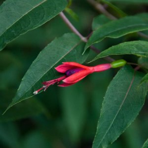 Fuchsia regia var. radicans