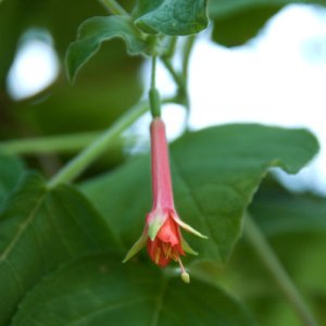 
Fuchsia fulgens speciosa