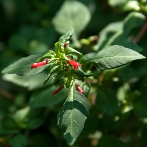 Fuchsia michoacanensis (syn. F. parviflora)