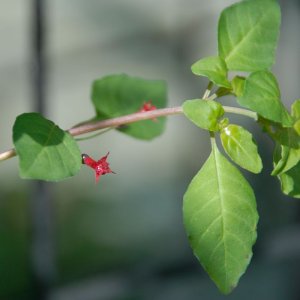 Fuchsia michoacanensis (syn. F. parviflora)