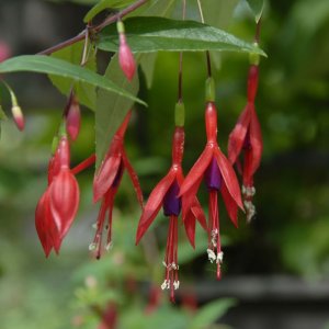 
Fuchsia regia ssp. regia