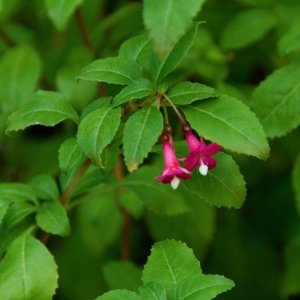 
Fuchsia enclyandra /červená/ 