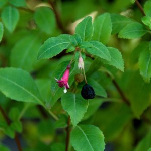 Fuchsia encliandra 'Červená'