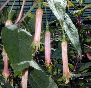 Fuchsia cordifolia (syn. F. splendens)