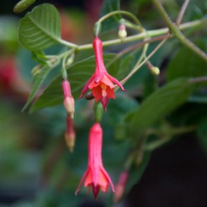 
Fuchsia cylindracea