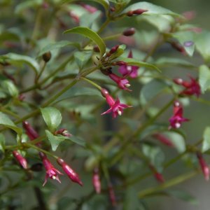 
Fuchsia jimenezii