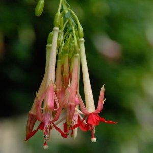 Fuchsia boliviana 'Pink Cornet'