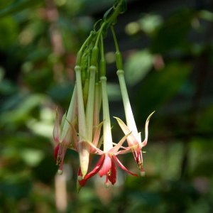 Fuchsia boliviana 'Pink Cornet'