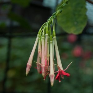 Fuchsia boliviana 'Pink Cornet'