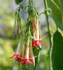 Fuchsia boliviana 'Pink Cornet'