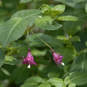 
Fuchsia enclyandra