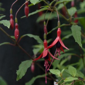 Fuchsia magellanica 'Riccartonii'