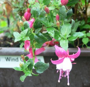 
Wind Chimes