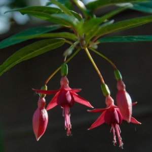 
Fuchsia regia var. alpestris