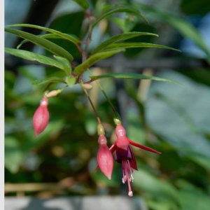 
Fuchsia regia var. alpestris