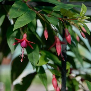 
Fuchsia regia var. alpestris