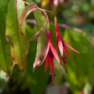 
Fuchsia regia