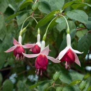 Fuchsia boliviana 'Rubrum'