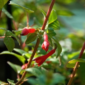 
Fuchsia abrupta x F. splendens