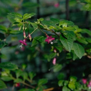 
Fuchsia microphylla ssp. hidalgensis