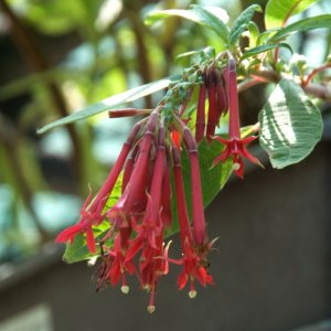 
Fuchsia boliviana var. Luxurians alba