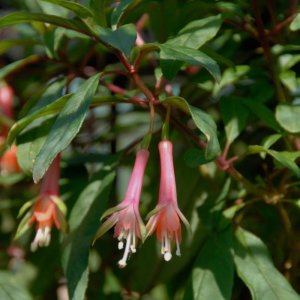 Fuchsia denticulata