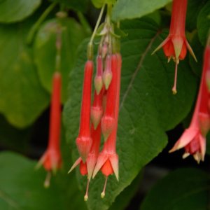 Fuchsia fulgens