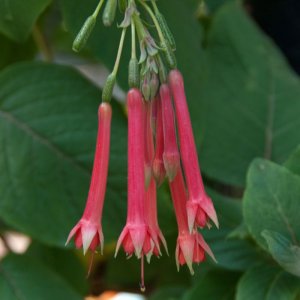 Fuchsia fulgens