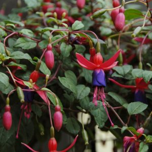 
Fuchsia magellanica  globosa