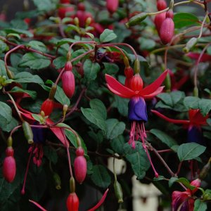 Fuchsia magellanica var. globosa